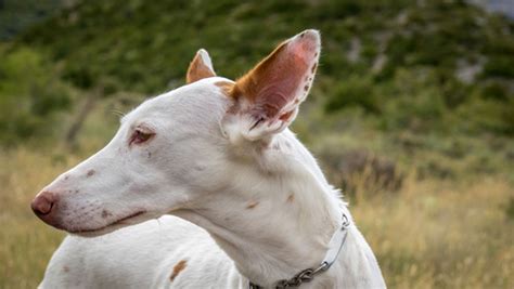 venta de podencos ibicencos en valencia|Podenco Ibicenco Perros Raza